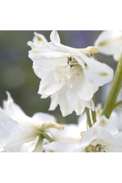 Delphinium Magic Fountains Pure White